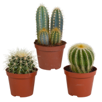 Cactus mix 8.5 cm - 3x - zonder pot