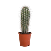 Pachycereus pringlei - 17cm - zonder pot