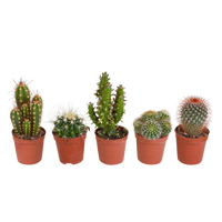 Cactus mix 5.5 cm - 5x - zonder pot