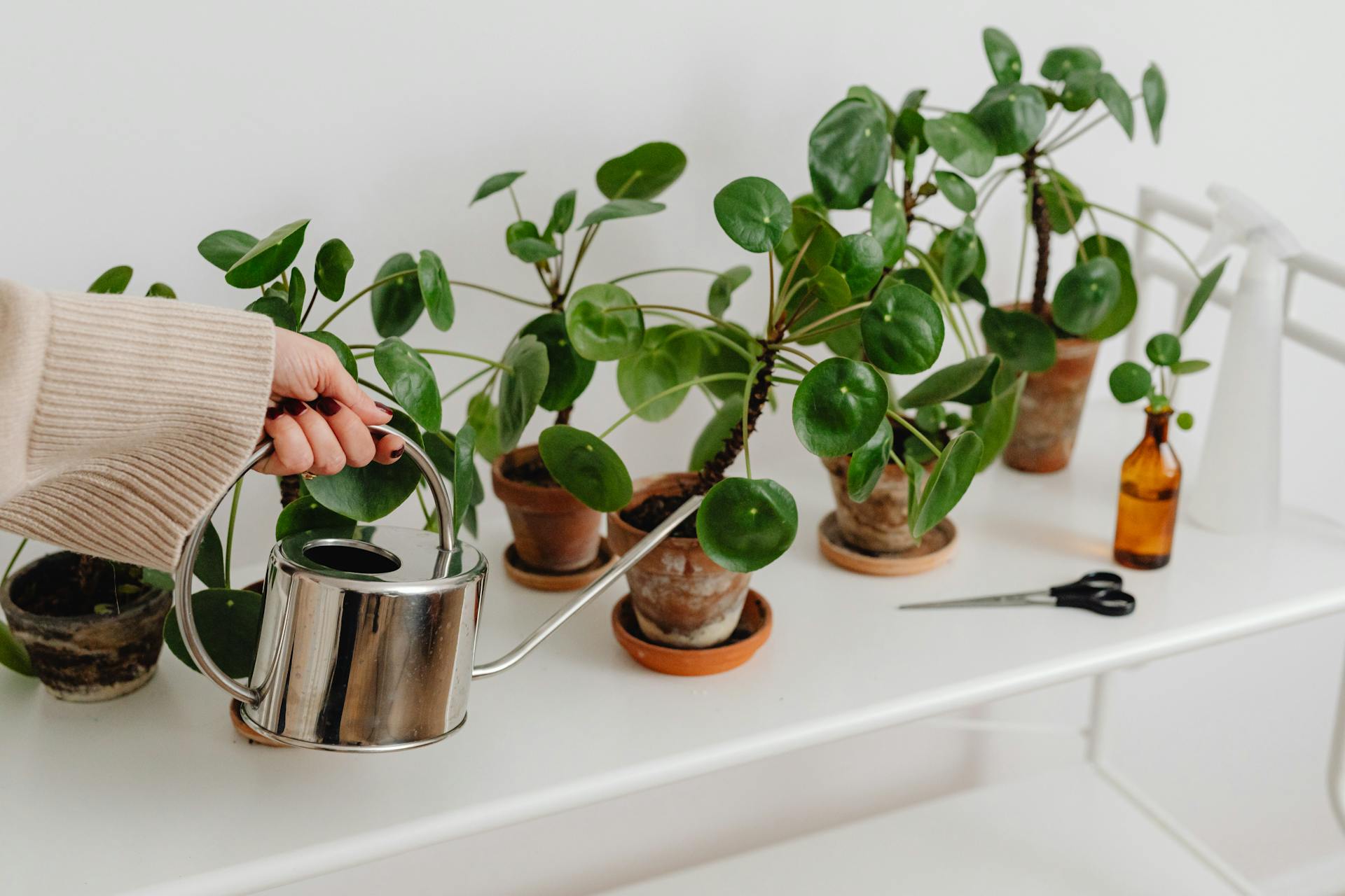 plantenvoeding