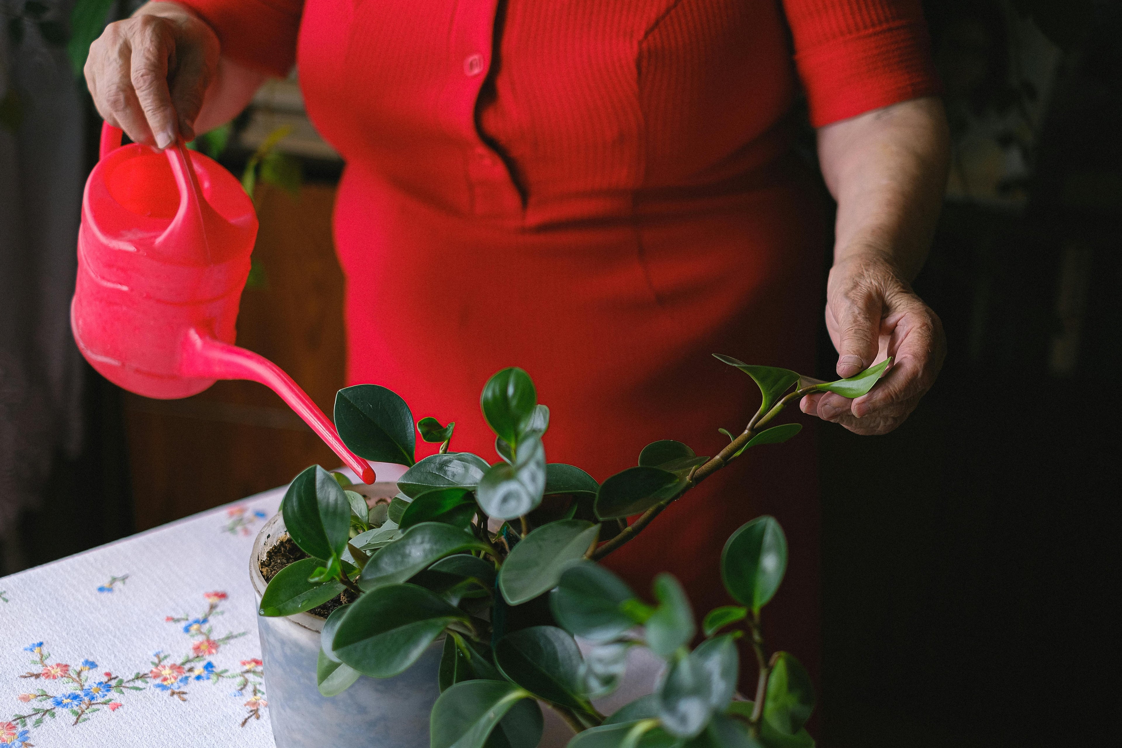 plantverzorging