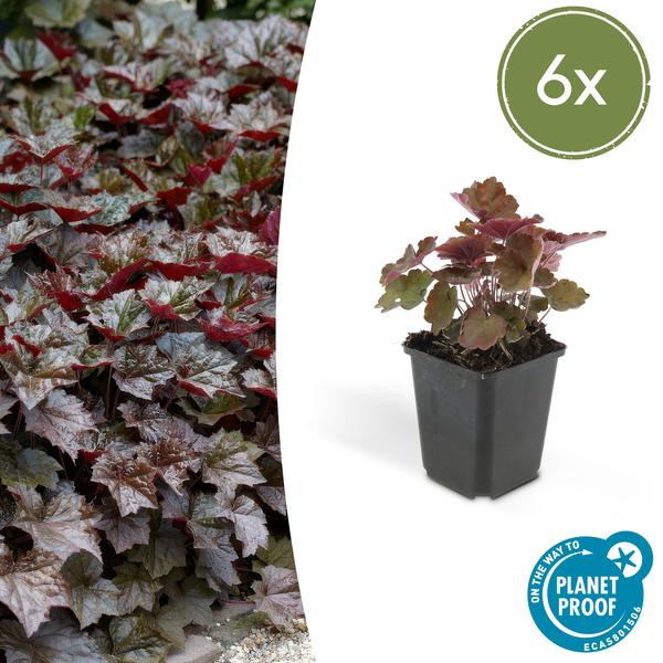 Heuchera mic. 'Palace Purple' - ↕25cm - Ø9cm - 6x - 6x