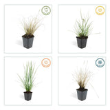 Pennisetum alopecuroides 'Hameln' - ↕10-25cm - Ø9cm - 6x
