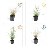 Pennisetum alopecuroides 'Hameln' - ↕10-25cm - Ø9cm - 6x
