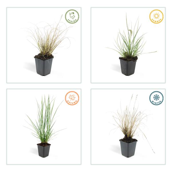 Pennisetum alopecuroides 'Hameln' - ↕10-25cm - Ø9cm - 6x
