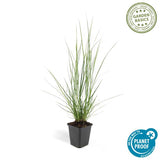 Pennisetum alopecuroides 'Hameln' - ↕10-25cm - Ø9cm - 12x