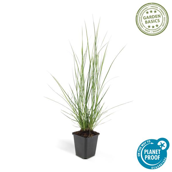 Pennisetum alopecuroides 'Hameln' - ↕10-25cm - Ø9cm - 12x