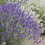 Lavandula 'Hidcote' - ↕10-25cm - Ø9cm - 20x