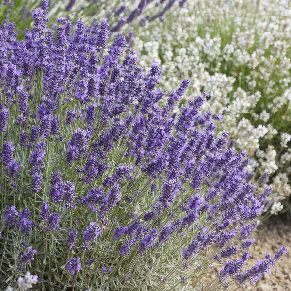 Lavandula 'Hidcote' - ↕10-25cm - Ø9cm - 20x