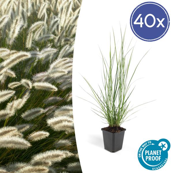 Pennisetum alopecuroides 'Hameln' - ↕10-25cm - Ø9cm - 40x