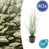 Pennisetum alopecuroides 'Hameln' - ↕10-25cm - Ø9cm - 40x