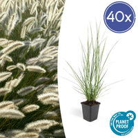 Pennisetum alopecuroides 'Hameln' - ↕10-25cm - Ø9cm - 40x