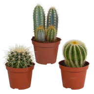 Cactus mix 8.5 cm - 3x - zonder pot