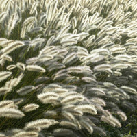 Pennisetum alopecuroides 'Hameln' - ↕10-25cm - Ø9cm - 6x