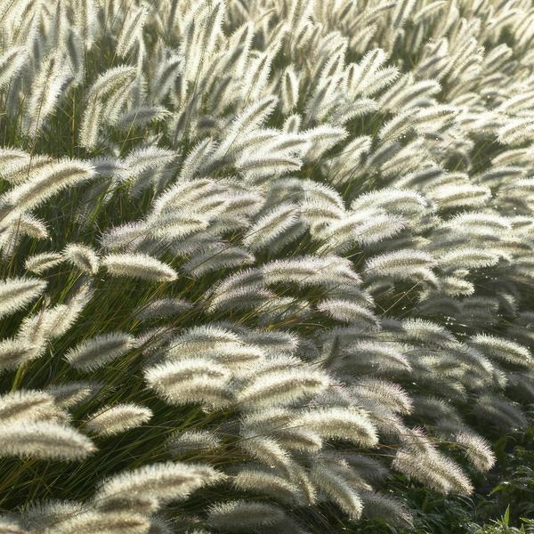 Pennisetum alopecuroides 'Hameln' - ↕10-25cm - Ø9cm - 6x