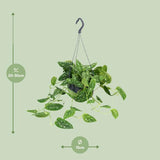 Scindapsus Pictus - Ø15cm - ↕25cm - Ø15cm - ↕25cm