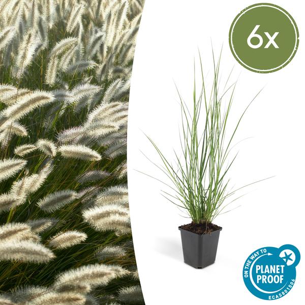 Pennisetum alopecuroides 'Hameln' - ↕10-25cm - Ø9cm - 6x