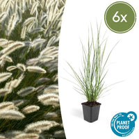 Pennisetum alopecuroides 'Hameln' - ↕10-25cm - Ø9cm - 6x