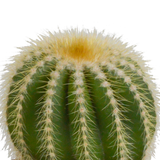 Cactus mix 8.5 cm - 3x - zonder pot