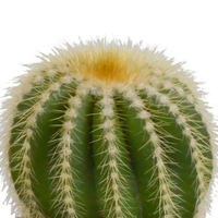Cactus mix 8.5 cm - 3x - zonder pot