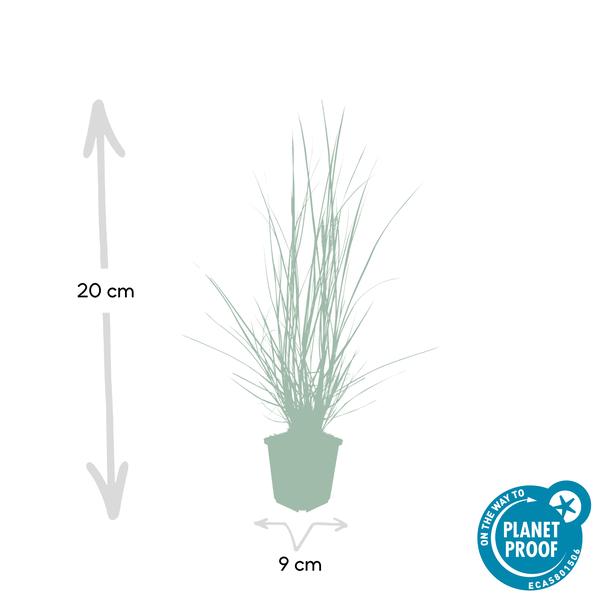 Pennisetum alopecuroides 'Hameln' - ↕10-25cm - Ø9cm - 12x