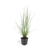 Pennisetum alopecuroides 'Hameln' - ↕10-25cm - Ø9cm - 40x