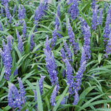 Liriope muscari 'Big Blue' - ↕10-25cm - Ø9cm - 40x