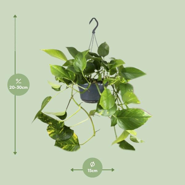 Epipremnum Aureum Mosstok - Ø15cm - ↕60cm - Ø15 - ↨25cm