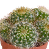 Cactus mix 5.5 cm - 5x - zonder pot