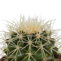 Cactus mix 8.5 cm - 3x - zonder pot