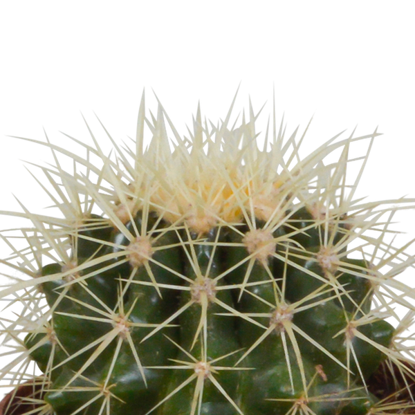 Cactus mix 8.5 cm - 3x - zonder pot