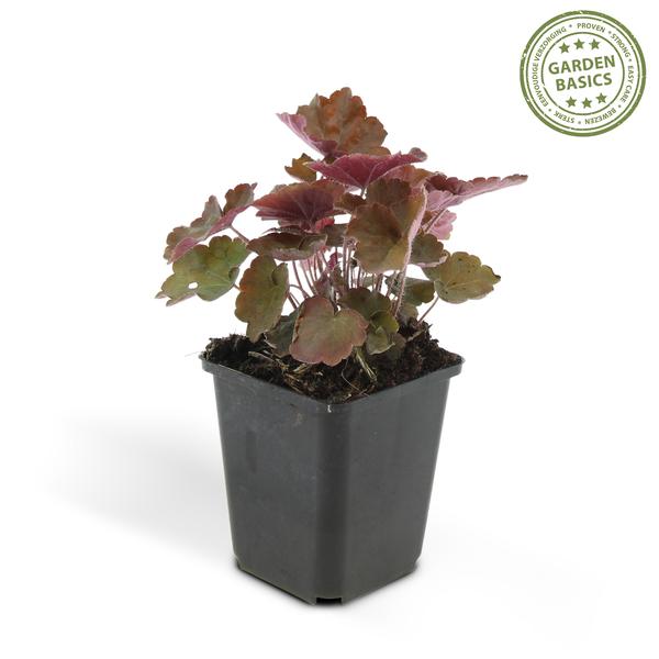 Heuchera mic. 'Palace Purple' - ↕25cm - Ø9cm - 6x - 6x
