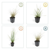Pennisetum alopecuroides 'Hameln' - ↕10-25cm - Ø9cm - 40x