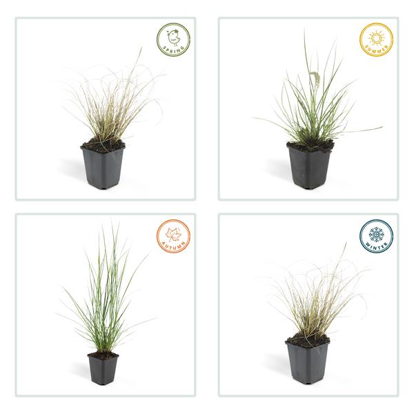 Pennisetum alopecuroides 'Hameln' - ↕10-25cm - Ø9cm - 40x