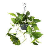 Epipremnum Aureum Mosstok - Ø15cm - ↕60cm - Ø15 - ↨25cm