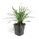 Liriope muscari 'Big Blue' - ↕10-25cm - Ø9cm - 40x