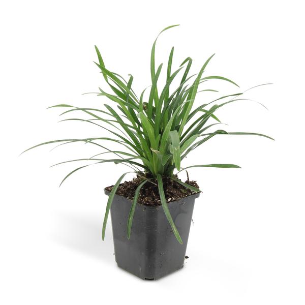 Liriope muscari 'Big Blue' - ↕10-25cm - Ø9cm - 40x
