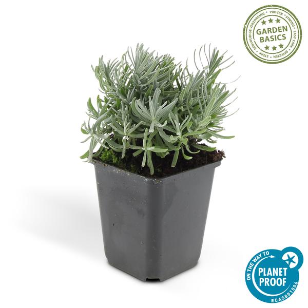 Lavandula 'Hidcote' - ↕10-25cm - Ø9cm - 6x