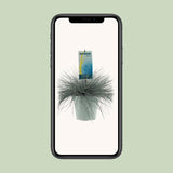 Festuca Glauca Intense Blue - Ø23cm - ↕50cm