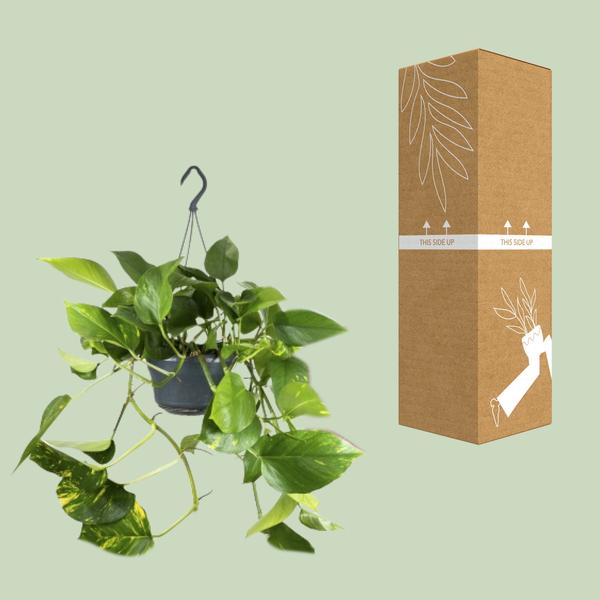 Epipremnum Aureum Mosstok - Ø15cm - ↕60cm - Ø15 - ↨25cm