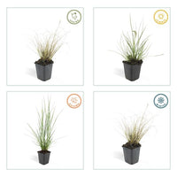 Pennisetum alopecuroides 'Hameln' - ↕10-25cm - Ø9cm - 20x
