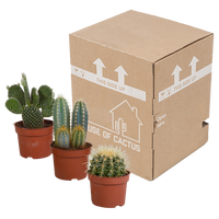 Cactus mix 10.5 cm - 3x - zonder pot