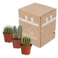 Cactus mix 8.5 cm - 3x - zonder pot