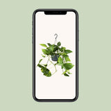 Epipremnum Aureum Mosstok - Ø15cm - ↕60cm - Ø15 - ↨25cm