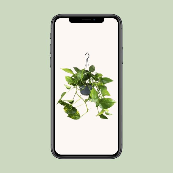 Epipremnum Aureum Mosstok - Ø15cm - ↕60cm - Ø15 - ↨25cm