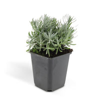 Lavandula 'Hidcote' - ↕10-25cm - Ø9cm - 20x