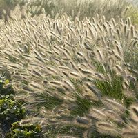 Pennisetum alopecuroides 'Hameln' - ↕10-25cm - Ø9cm - 6x