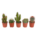 Cactus mix 5.5 cm - 5x - zonder pot