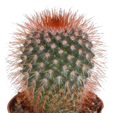 Cactus mix 5.5 cm - 5x - zonder pot