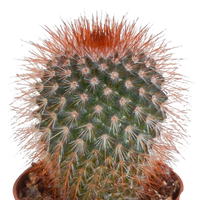 Cactus mix 5.5 cm - 5x - zonder pot
